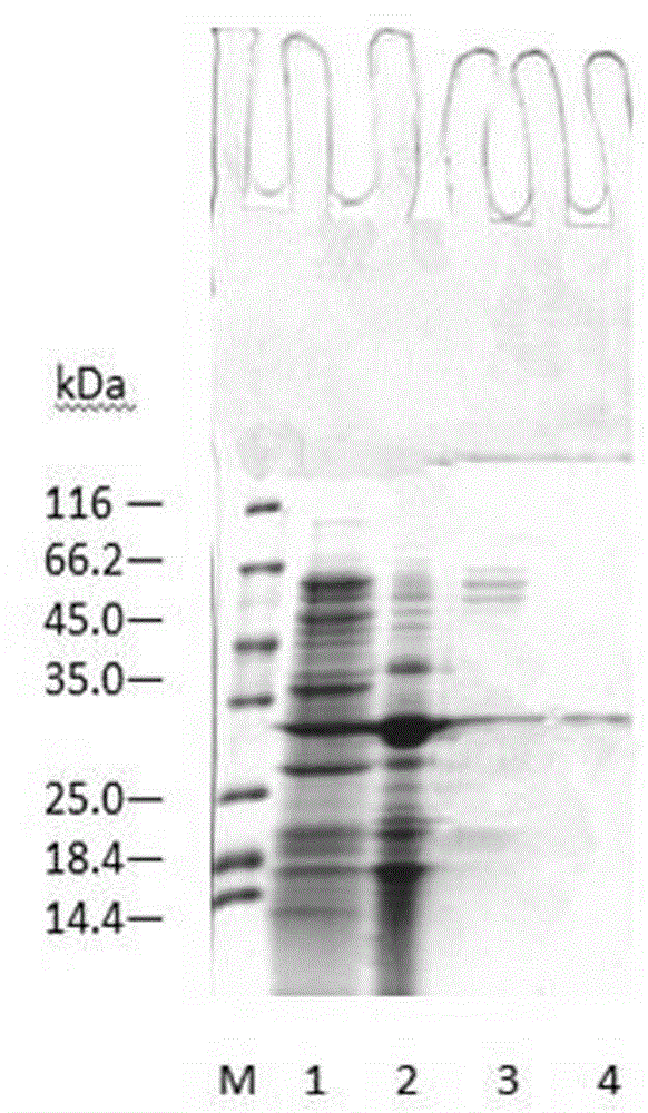 Bacillus amyloliquefaciens and application thereof