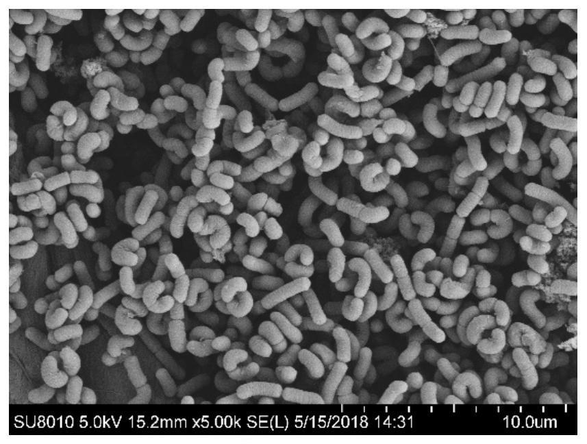 A strain of Lactobacillus rhamnosus m9 isolated from breast milk and its application