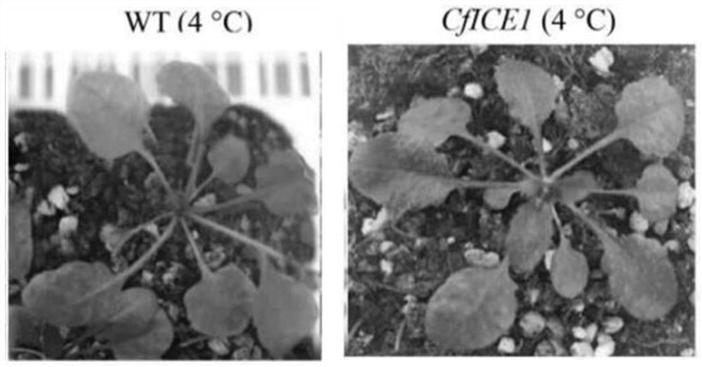 Cryptomeria fortunei CfICE1 gene and application thereof