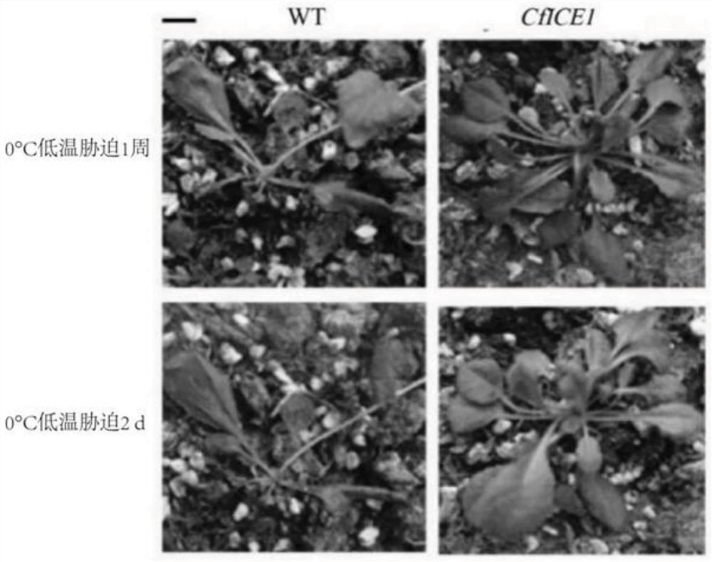 Cryptomeria fortunei CfICE1 gene and application thereof