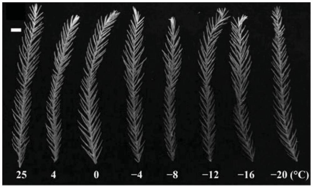 Cryptomeria fortunei CfICE1 gene and application thereof