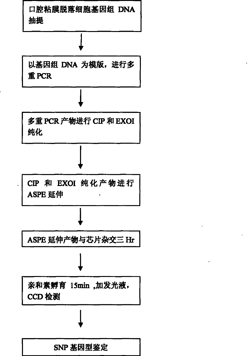 Purine medicaments insensitive gene detecting kit