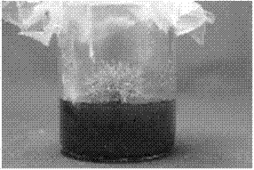 Cryptomeria fortunei tissue culture rapid-propagation method