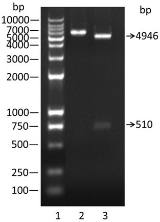 gst-sod1-x-r9 fusion protein and its preparation method and application