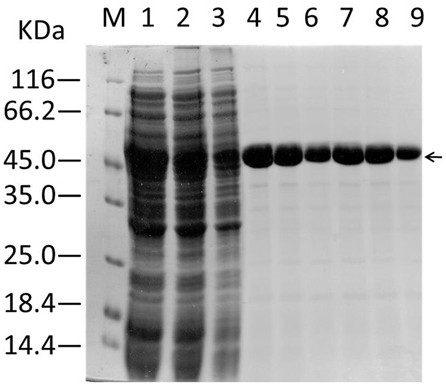 gst-sod1-x-r9 fusion protein and its preparation method and application