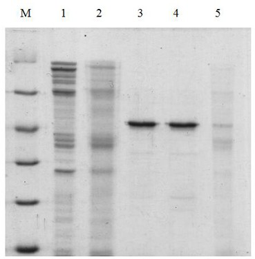 gst-sod1-x-r9 fusion protein and its preparation method and application