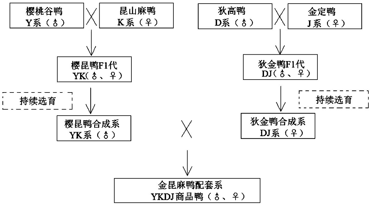 Cultivation method for quaternionic breeding synthesis of meat-egg dual-purpose Jinkun sheldrake commercial line