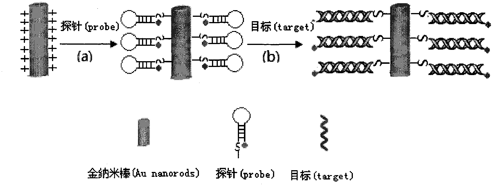 Preparation method for monodispersed and low-biotoxicity gold nanorods, and use for detection of allergen