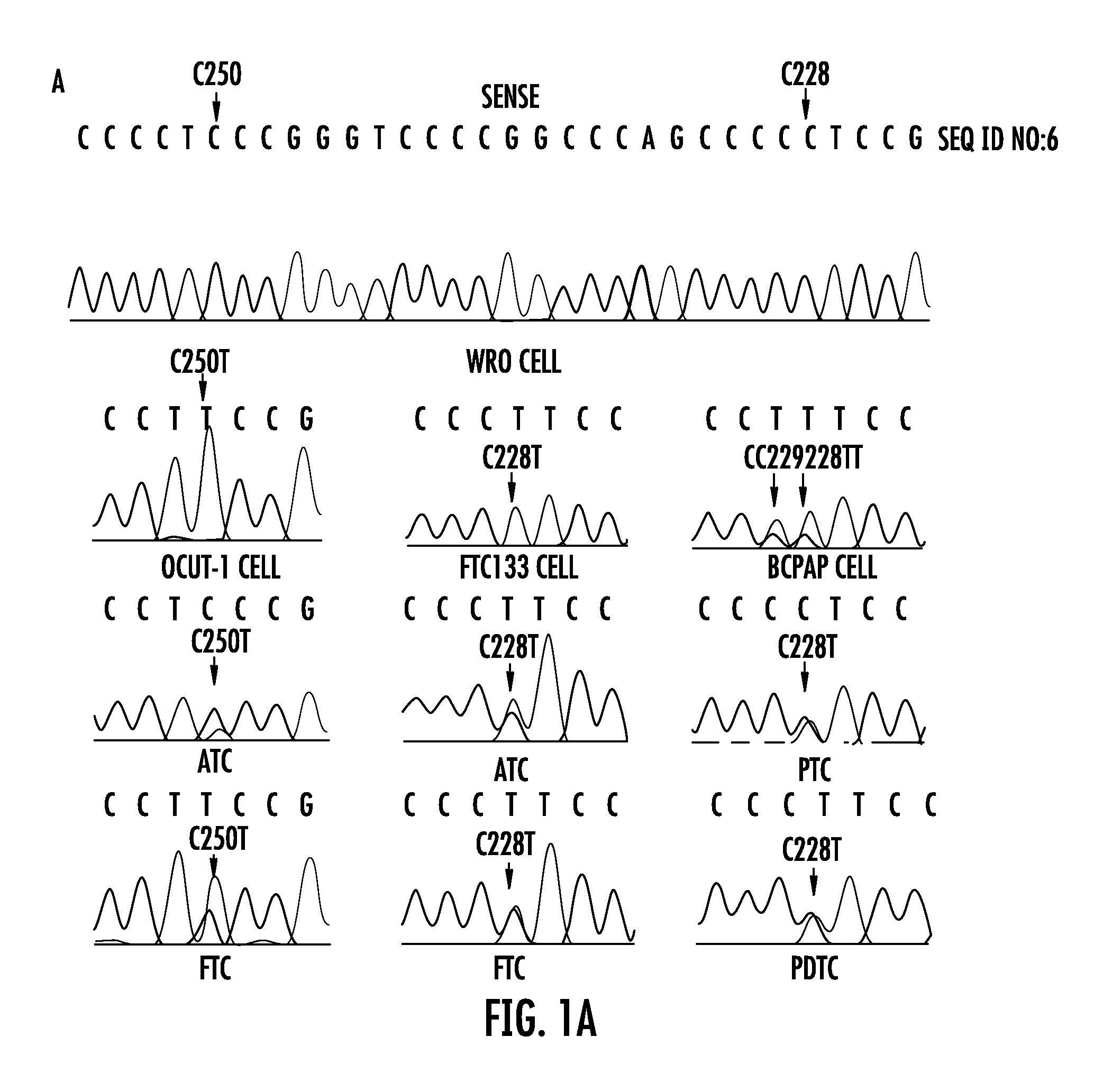 Tert promoter mutations in cancer