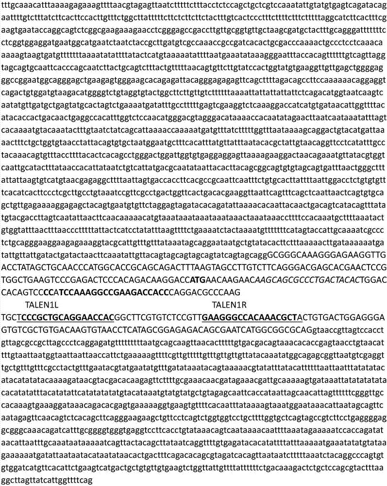 A method and application of germplasm construction of marine flounder and flounder based on genome editing