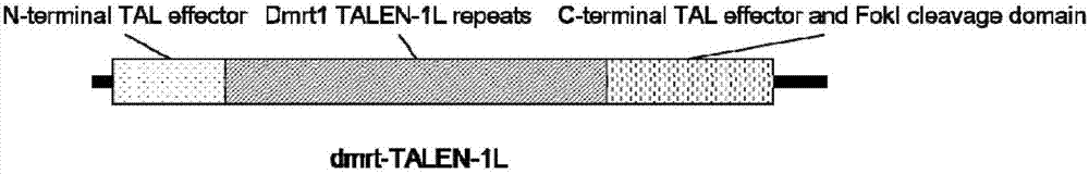 A method and application of germplasm construction of marine flounder and flounder based on genome editing