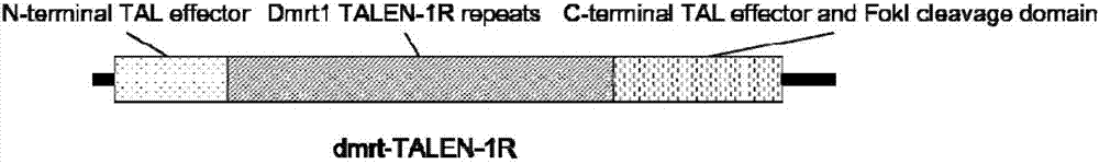 A method and application of germplasm construction of marine flounder and flounder based on genome editing