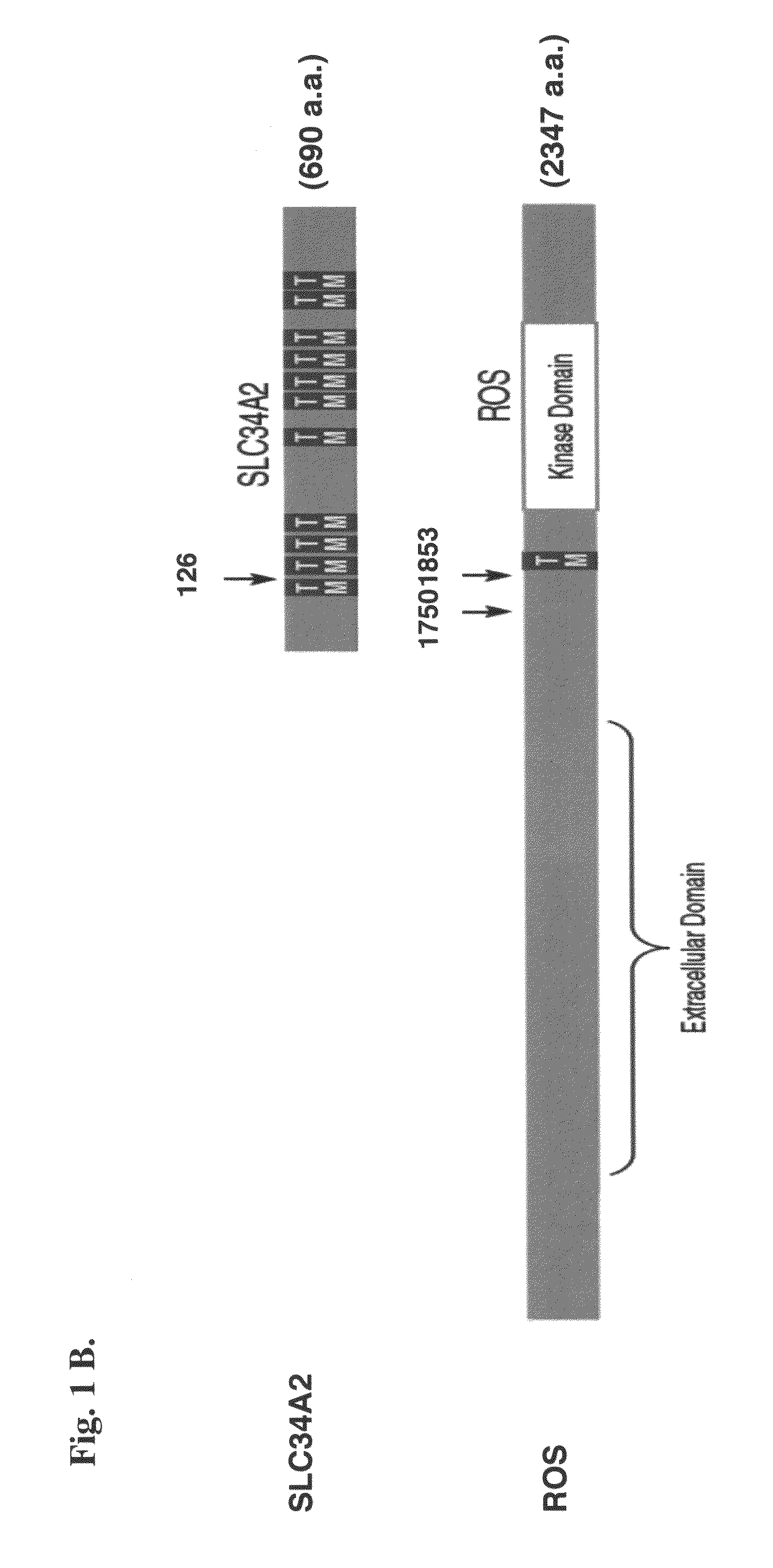 Translocation and mutant ROS kinase in human non-small cell lung carcinoma