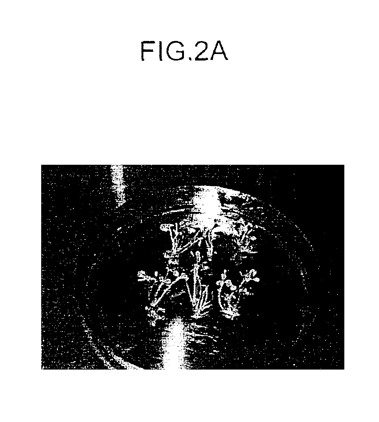 Variety of four-leaf clover and a method for breeding the same