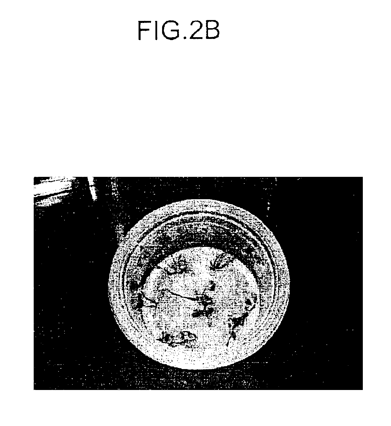 Variety of four-leaf clover and a method for breeding the same