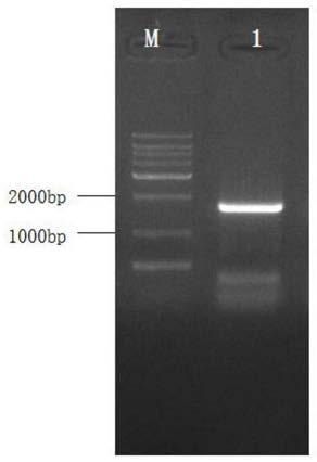 A Minjiang lily lr4cl-1 gene and its application