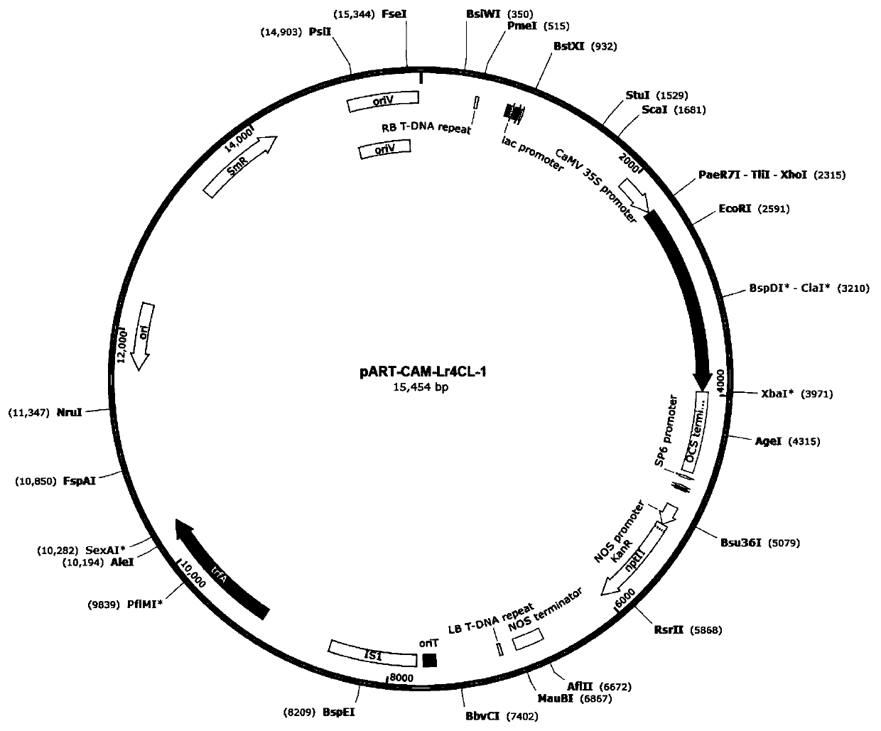 A Minjiang lily lr4cl-1 gene and its application