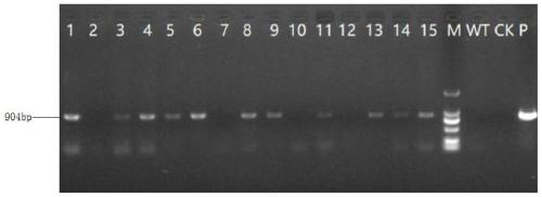 A Minjiang lily lr4cl-1 gene and its application