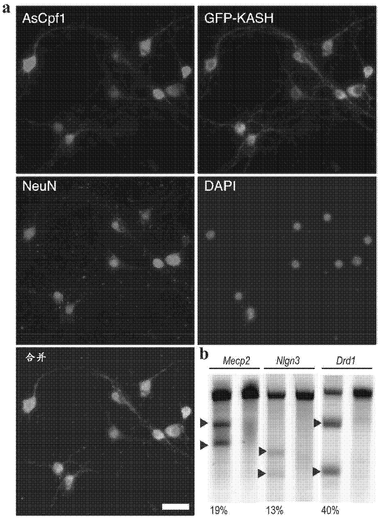 Novel crispr enzymes and systems