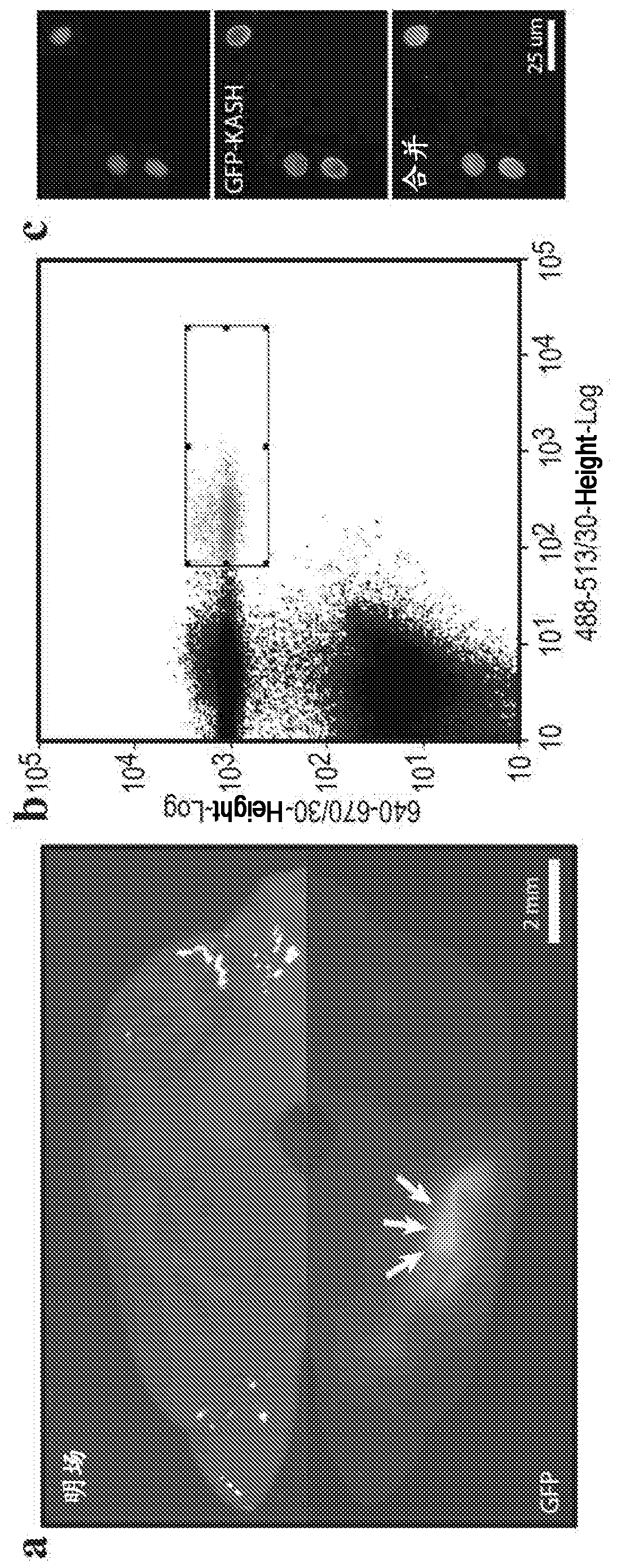 Novel crispr enzymes and systems