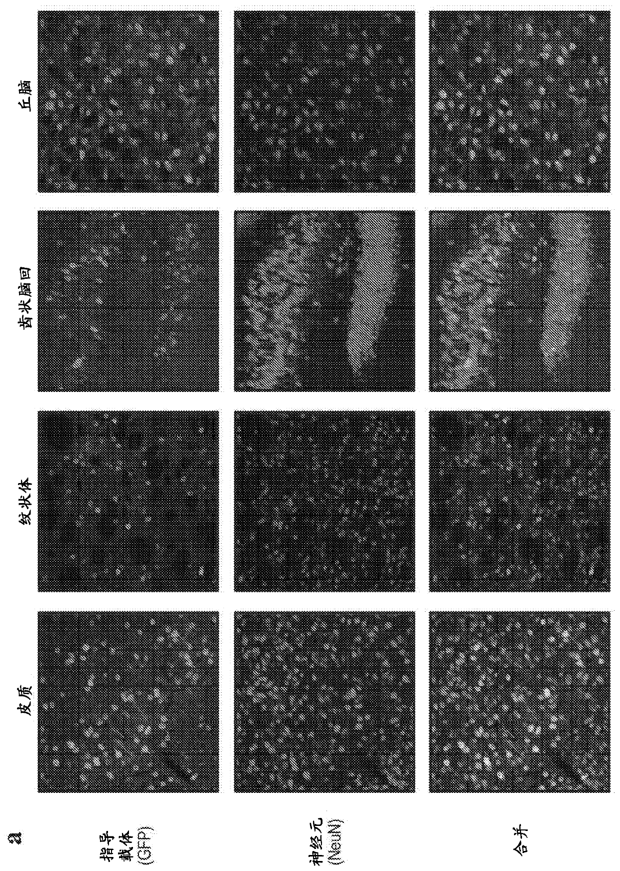 Novel crispr enzymes and systems