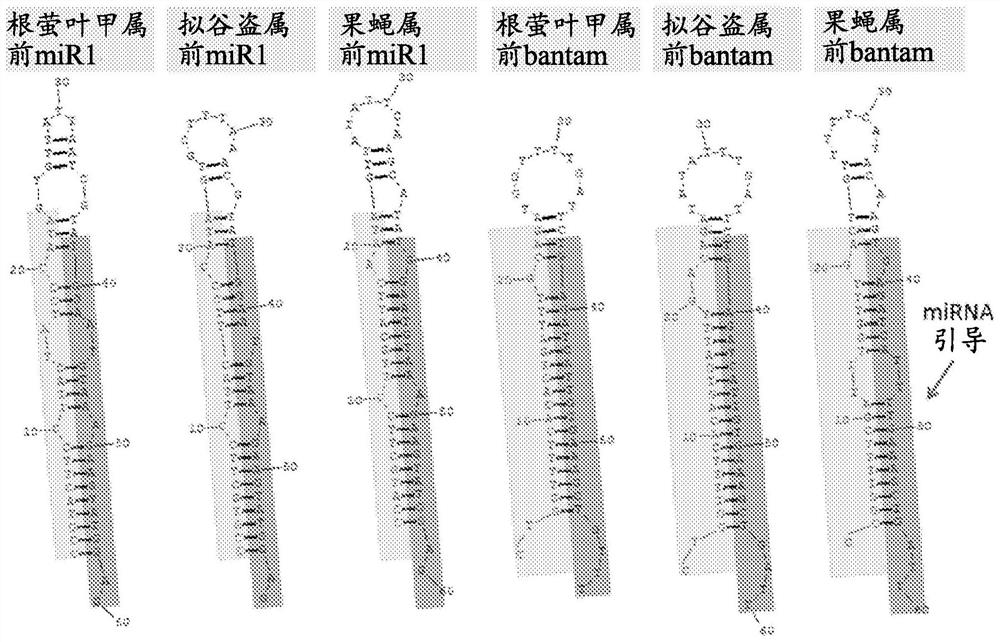 Short/small hairpin RNA molecules