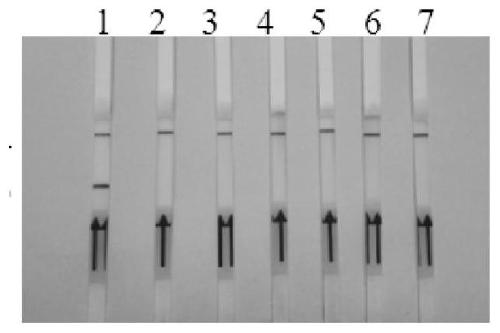 Schistosoma japonicum RPA molecular detection method