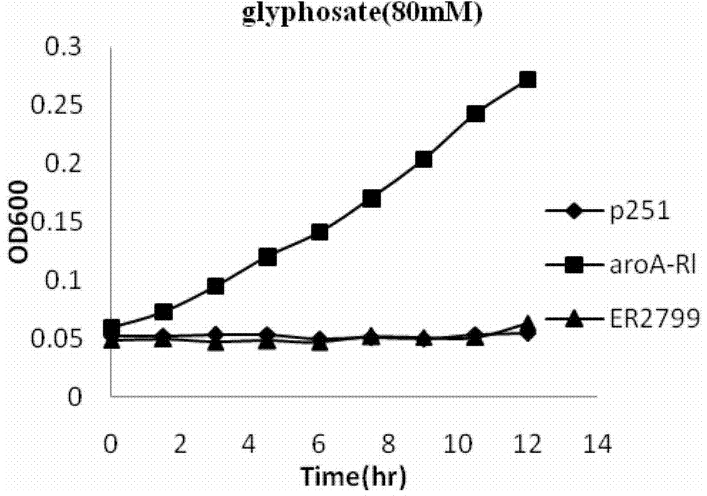 An EPSP synthase gene AroA-R1 derived from rhizobium leguminosarum and a preparing method and applications thereof