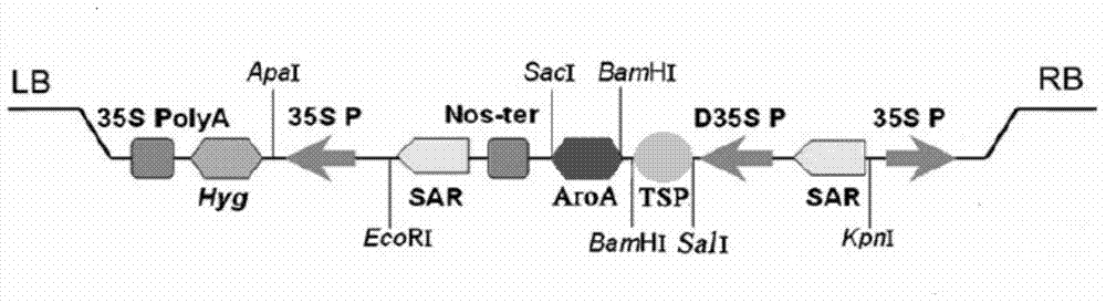 An EPSP synthase gene AroA-R1 derived from rhizobium leguminosarum and a preparing method and applications thereof