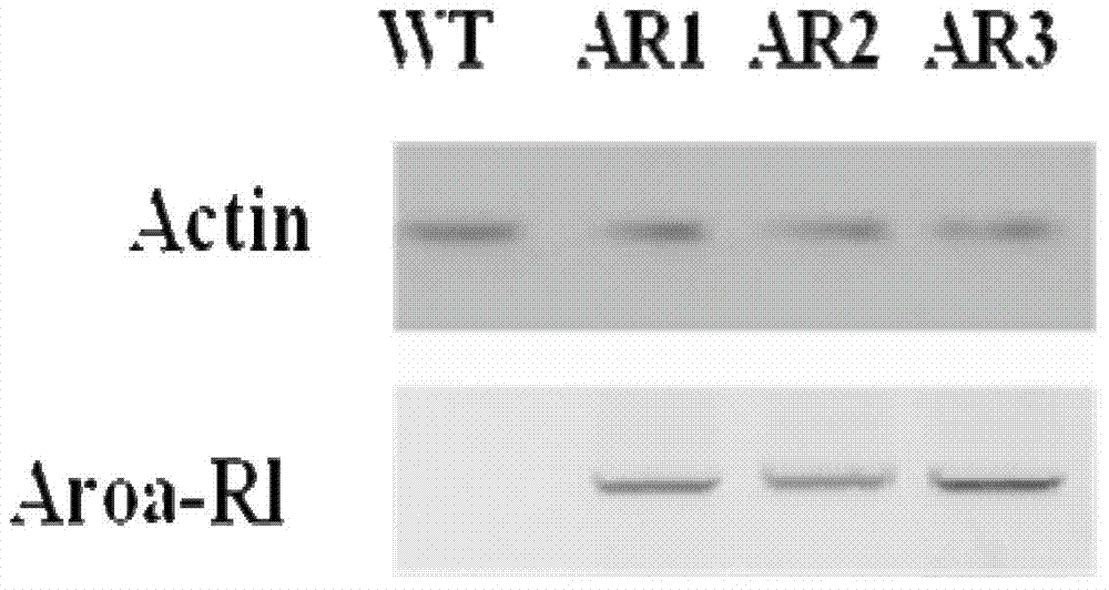 An EPSP synthase gene AroA-R1 derived from rhizobium leguminosarum and a preparing method and applications thereof