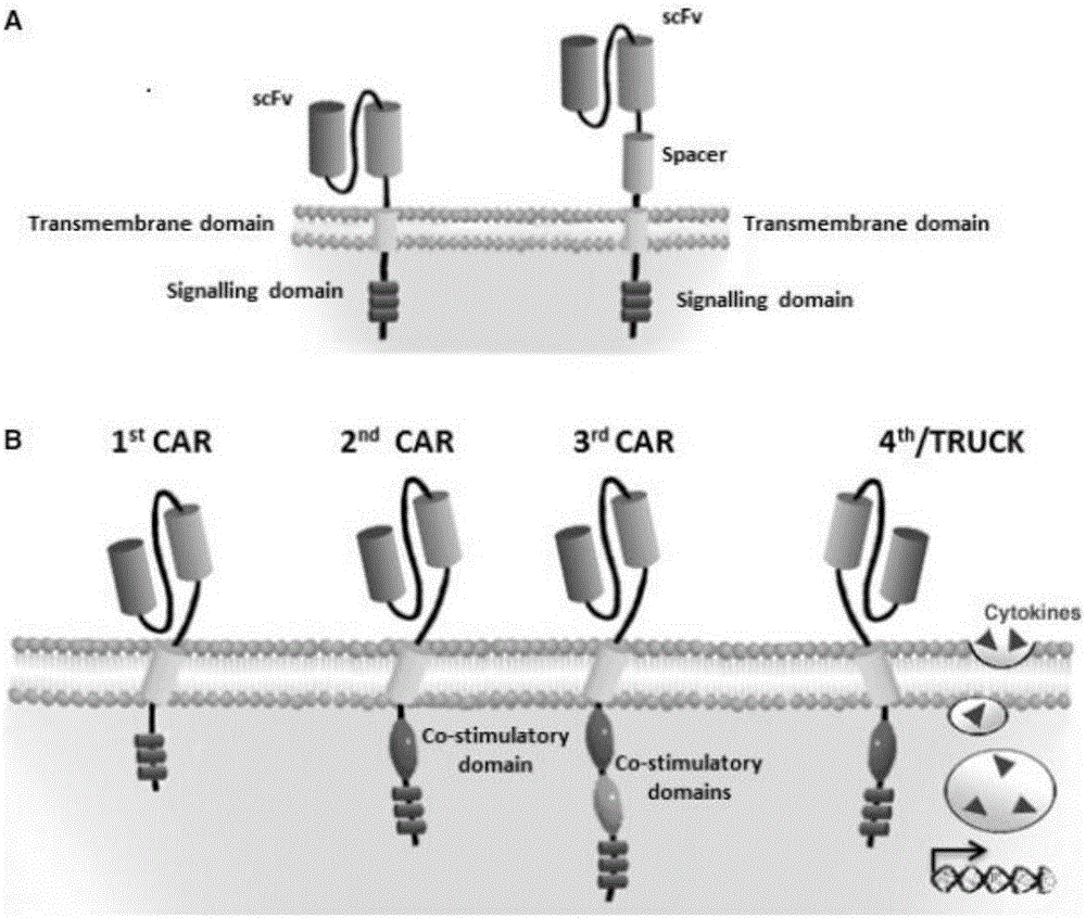 Anti-CD138 chimeric antigen receptor, coding gene, recombinant expression vector and construction method and application of recombinant expression vector