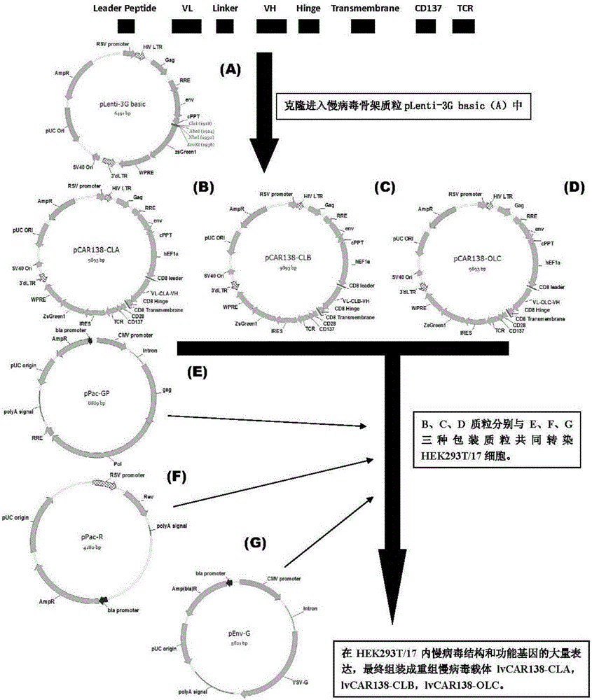 Anti-CD138 chimeric antigen receptor, coding gene, recombinant expression vector and construction method and application of recombinant expression vector