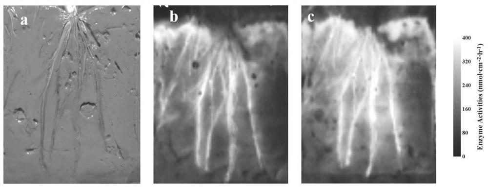 Enzyme spectrum method for determining two-dimensional spatial distribution of activity of aquatic plant rhizosphere phosphatase