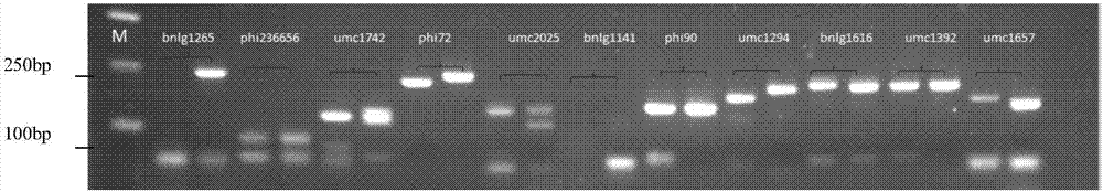 Molecular marker interlinked with major QTL qFSW-2 and qFSW-5 for storage capability of corn seeds and application