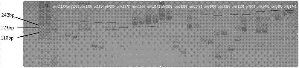 Molecular marker interlinked with major QTL qFSW-2 and qFSW-5 for storage capability of corn seeds and application