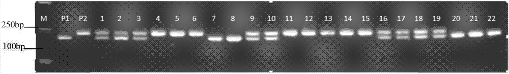 Molecular marker interlinked with major QTL qFSW-2 and qFSW-5 for storage capability of corn seeds and application