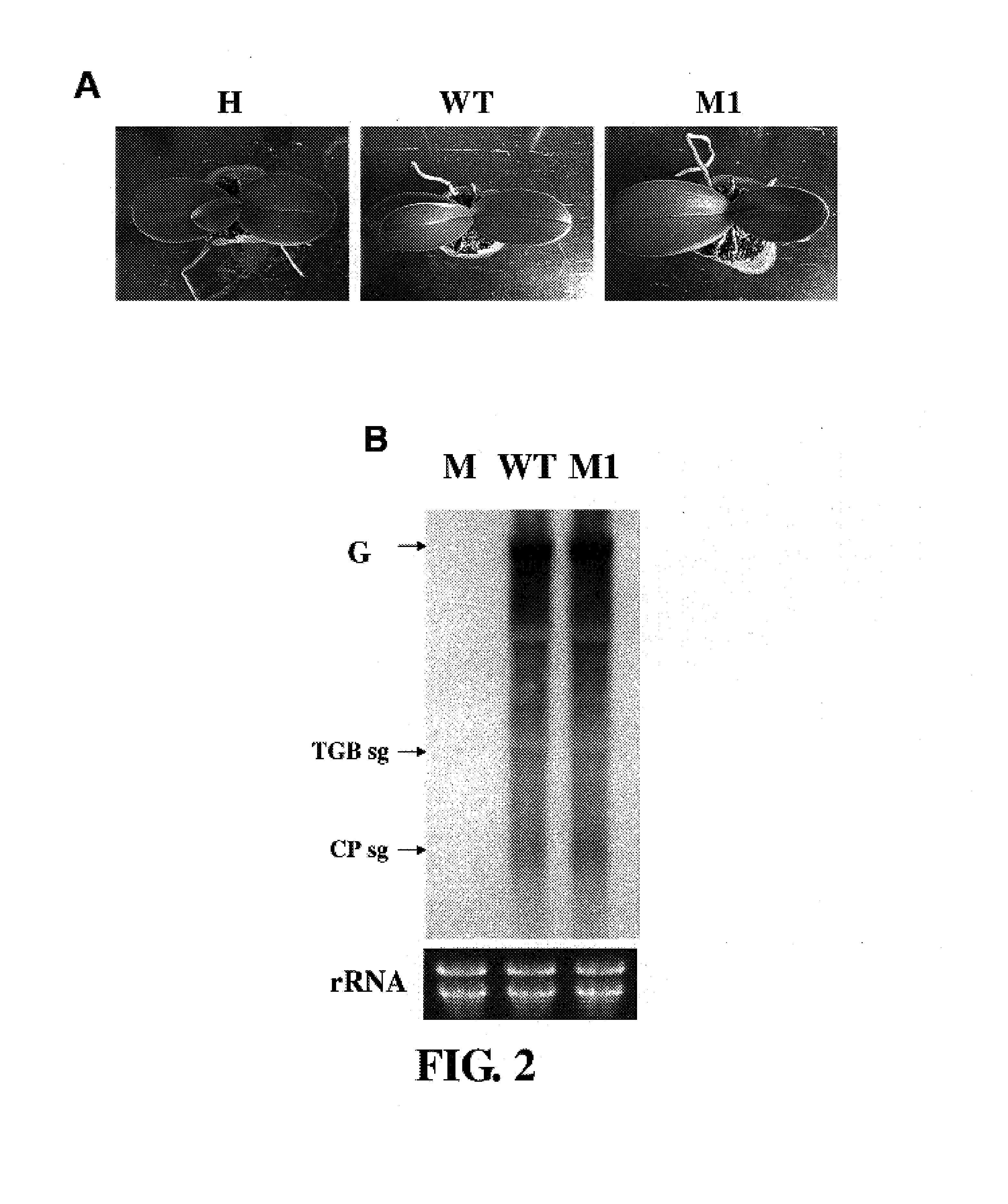 Viral vector for inducing gene inactivation of plants and application thereof