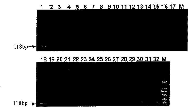 PCR authenticating primer and method of oryza punctata