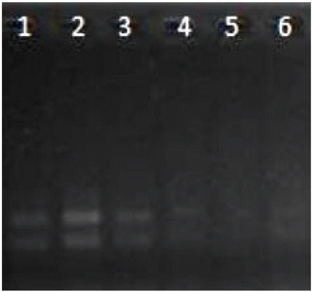 Method for extracting total RNA from fermented grains used for Chinese liquor fermentation