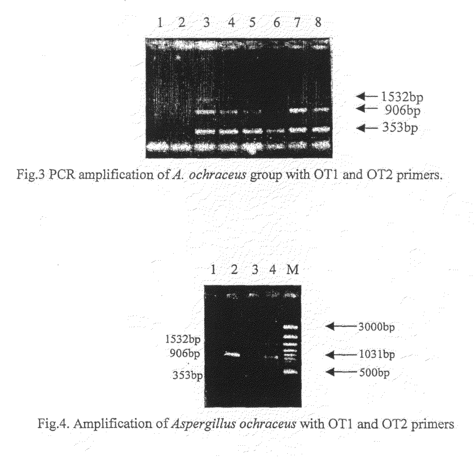 Set of Novel Oligonucleotide Primers and the Method for the Detection of Aspergillus Ochraceux Thereby