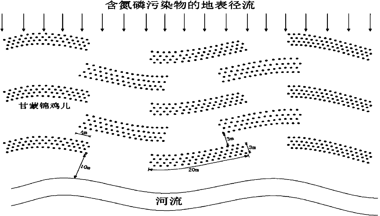 Riverbank buffer zone shrub configuration for reducing nitrogen and phosphorus in urban water source areas in high cold regions