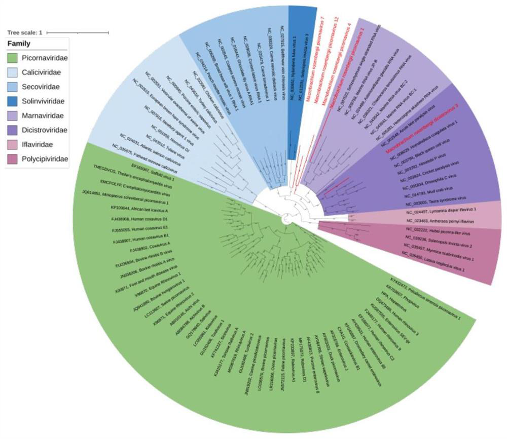 Method for detecting small RNA (Ribonucleic Acid) viruses of freshwater long-arm prawns