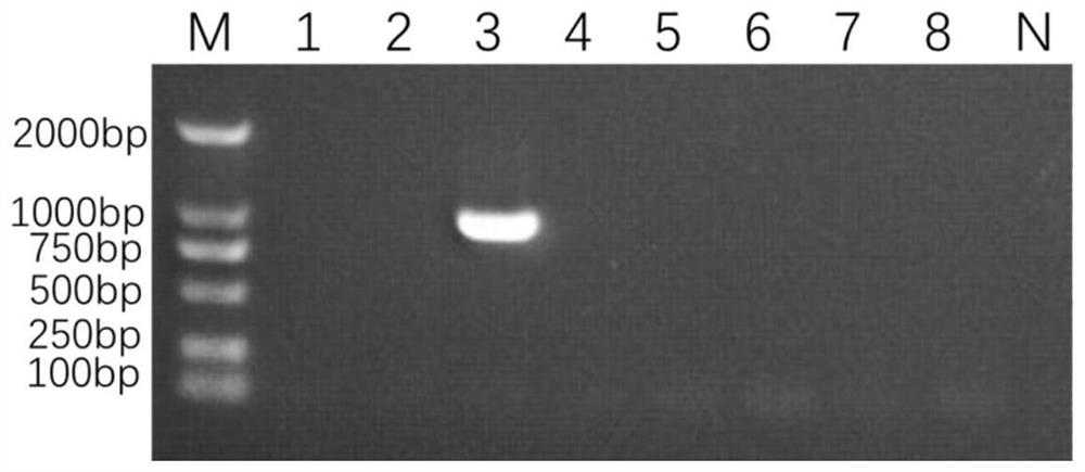 Method for detecting small RNA (Ribonucleic Acid) viruses of freshwater long-arm prawns