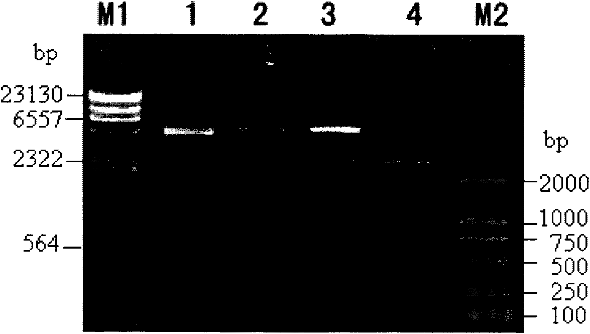 Bt protein Cry4Cb2 and coding gene and application thereof