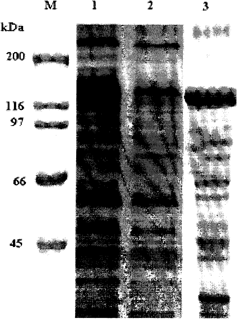 Bt protein Cry4Cb2 and coding gene and application thereof