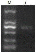 Modified entry vector pRMG-C and application thereof