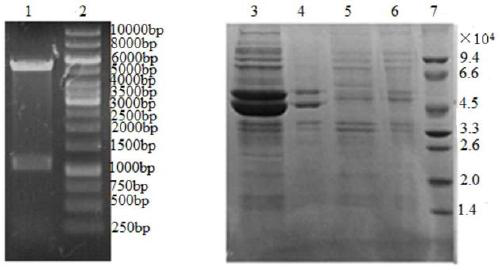 A kind of method that biocatalysis prepares 1-2-aminobutyric acid