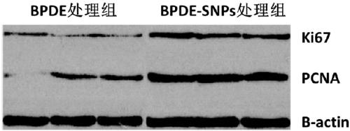 Establishing method and applications of cell model capable of simulating lung cancer occurrence mechanism