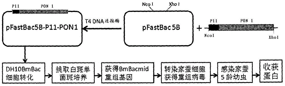 Protein transduction peptide-paraoxonase 1 fusion protein and preparation method and application thereof