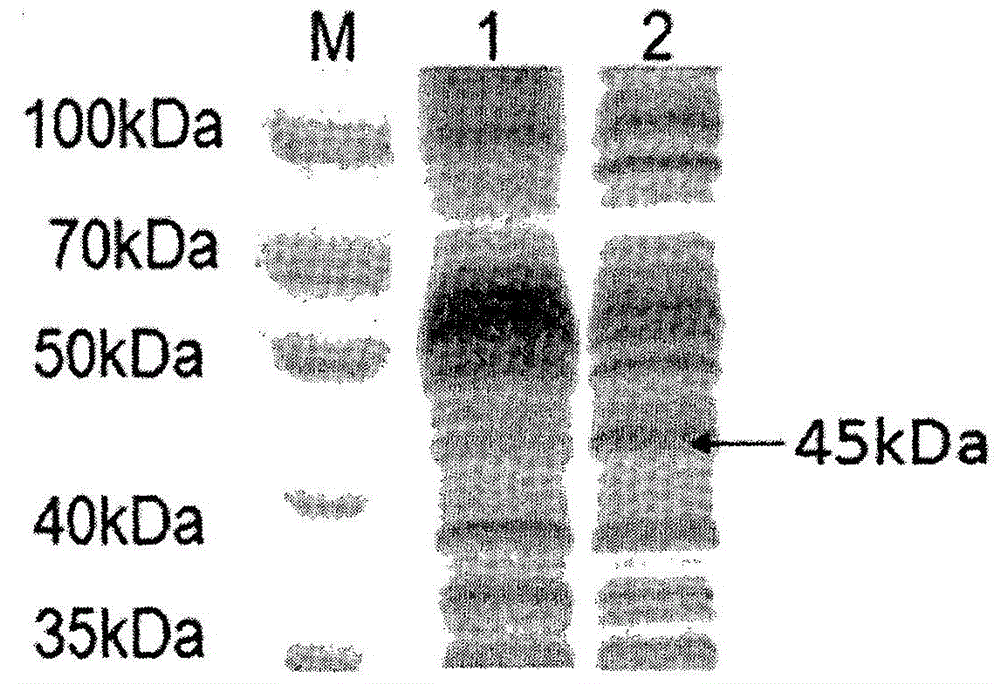 Protein transduction peptide-paraoxonase 1 fusion protein and preparation method and application thereof